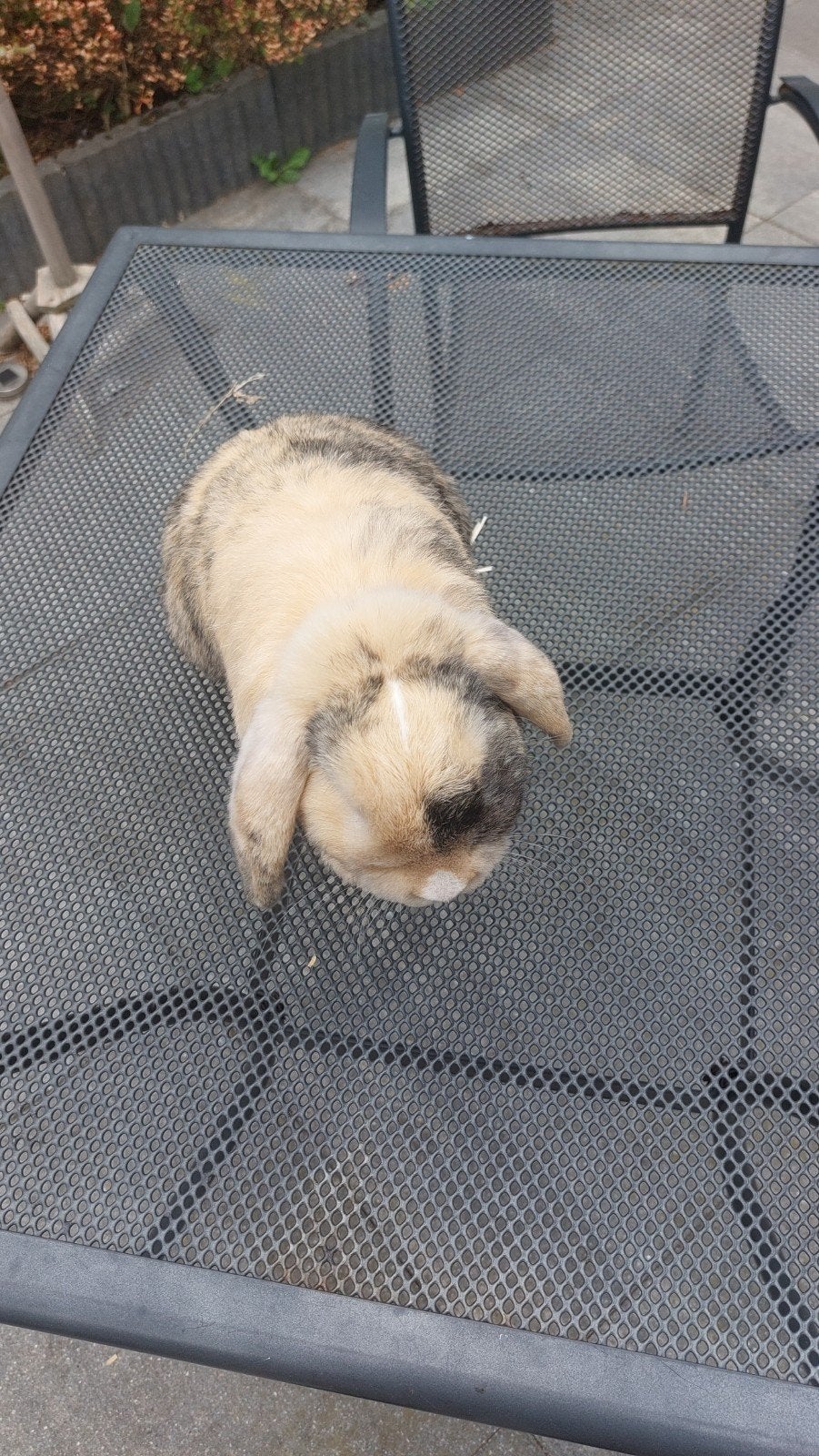 Hangoordwerg!, Dieren en Toebehoren, Mannelijk, Dwerg, Hangoor, 0 tot 2 jaar