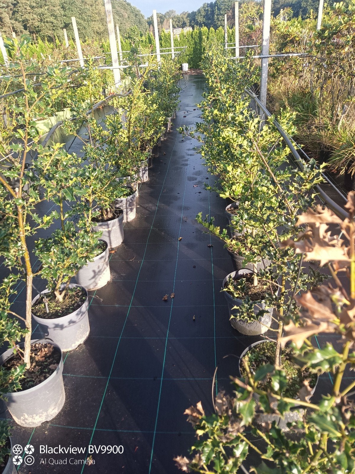 hulsten Ilex aquifolium in pot +-100cm struiken, Ophalen of Verzenden, Overige soorten, Struik, Minder dan 100 cm