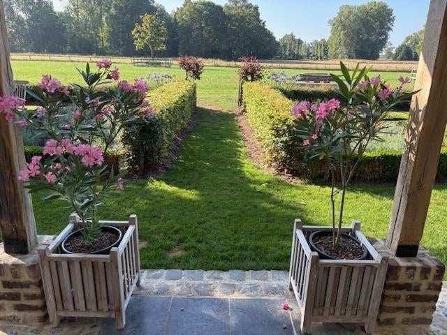 Oleander, Tuin en Terras, Planten | Tuinplanten, Ophalen, Vaste plant, Overige soorten, Volle zon