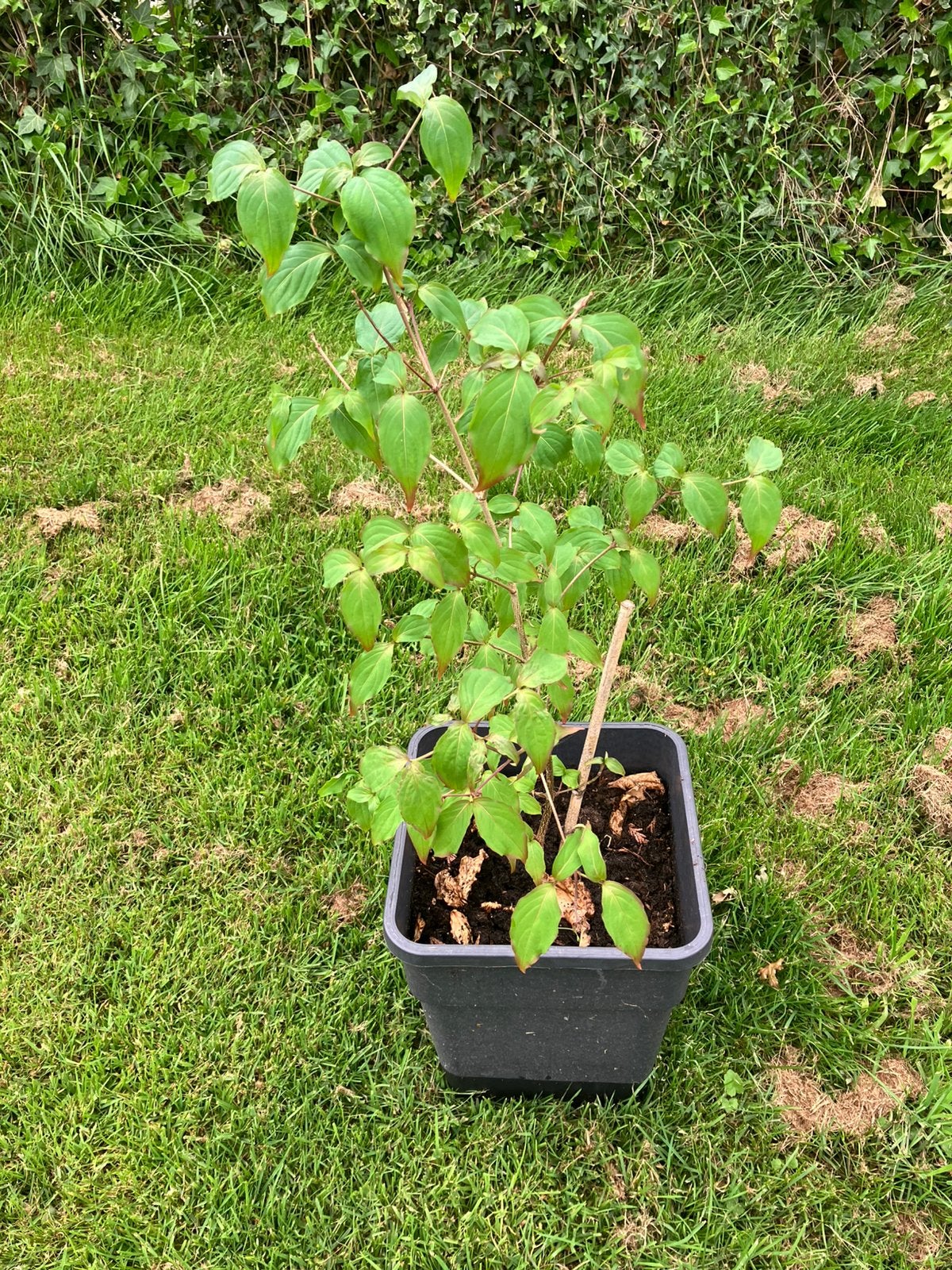 Cornus kousa boompje, Ophalen