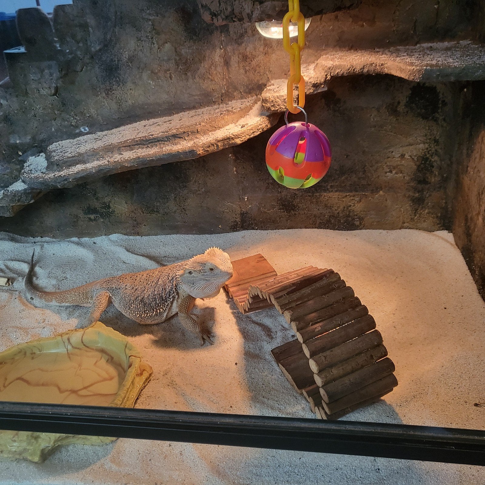 Baardagaam, Dieren en Toebehoren, Hagedis, Met terrarium, 3 tot 6 jaar