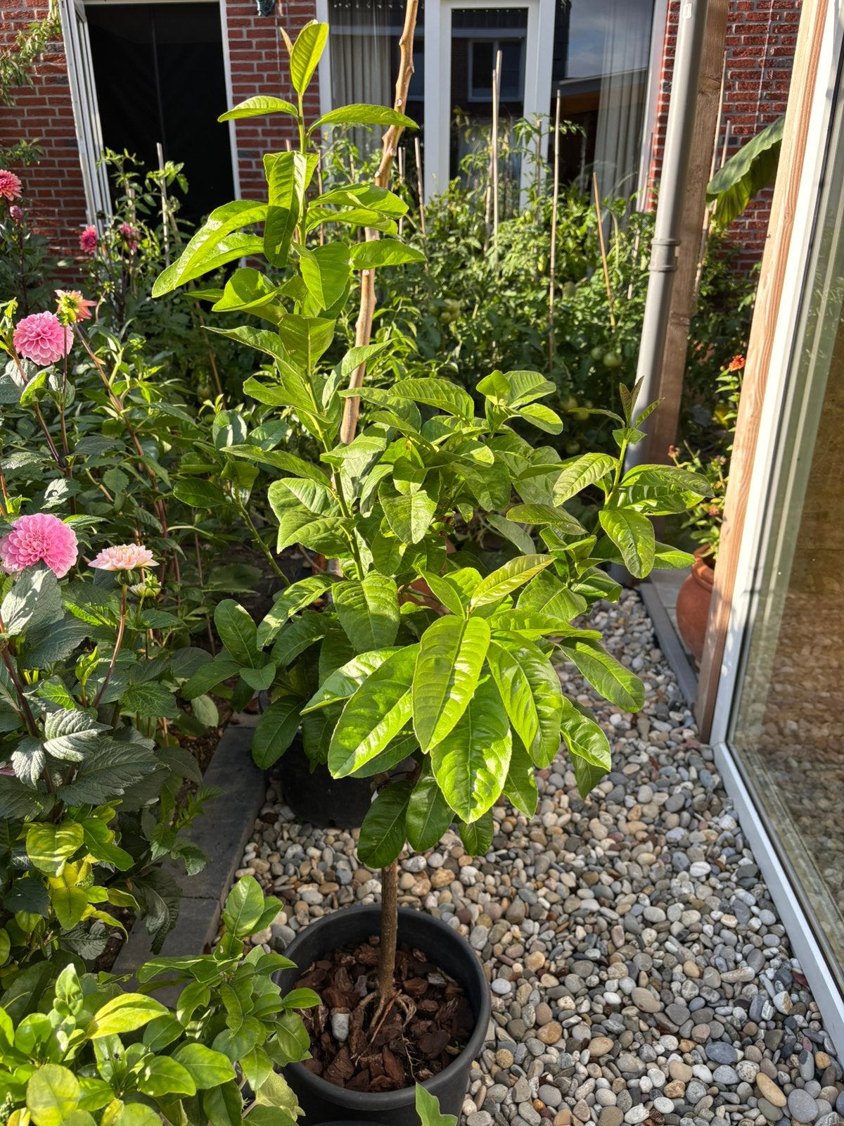 Buddha’s  hand - Citrus medica var. sarcodactylis, Bloeit niet, Overige soorten, Minder dan 100 cm, Ophalen