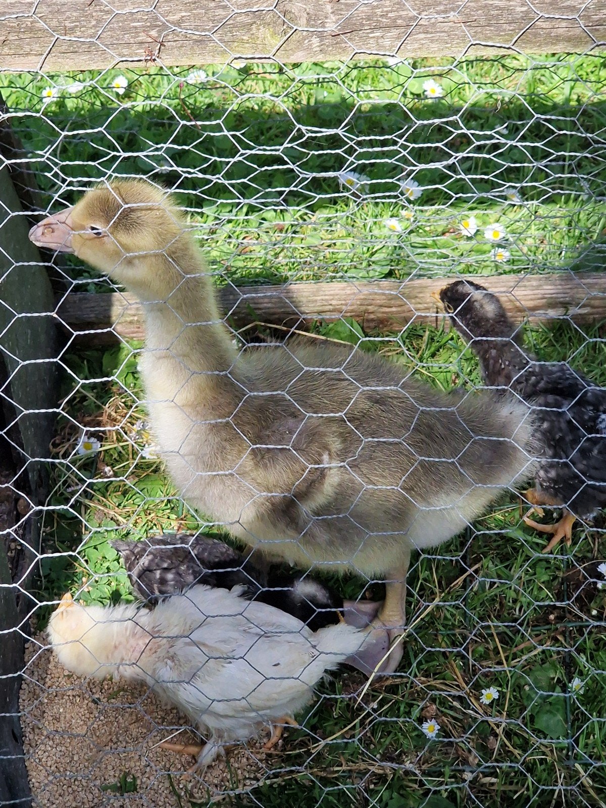 Jonge grauwe gans, Dieren en Toebehoren, Pluimvee, Meerdere dieren, Kip