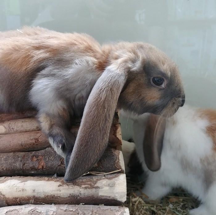 Dwergkonijntjes te koop, Dieren en Toebehoren, Konijnen, Meerdere dieren, Dwerg