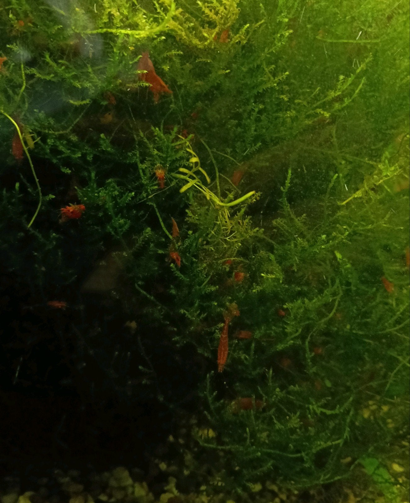Vuurgarnalen, garnalen, Kreeft, Krab of Garnaal
