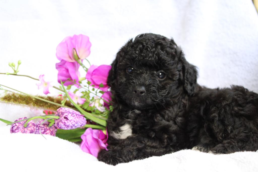 Maltipoo puppys zoeken een for ever home, Poedel, Parvo, 8 tot 15 weken, Meerdere