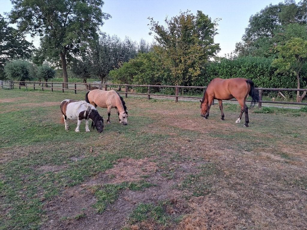 verzorgpaarden en pony's aangeboden, Diensten en Vakmensen, Dieren | Paarden | Verzorging, Oppas en Les, Verzorging of Verzorgpony's