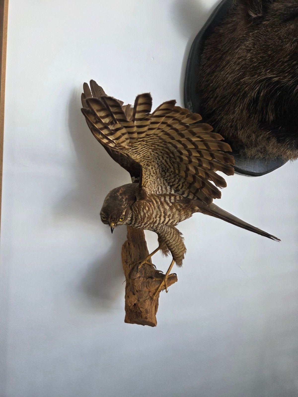 Opgezette sperwer uil kauw gaai taxidermie decoratie, Ophalen of Verzenden, Zo goed als nieuw, Vogel, Opgezet dier