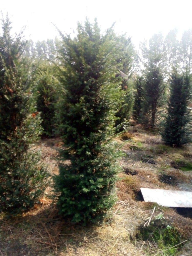 Taxus Baccata, Ophalen, Taxus, Minder dan 100 cm