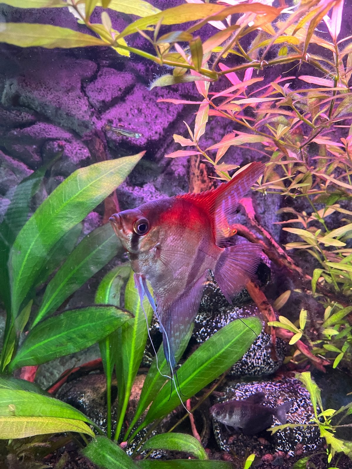 Maanvis teab, Vis, Zoetwatervis