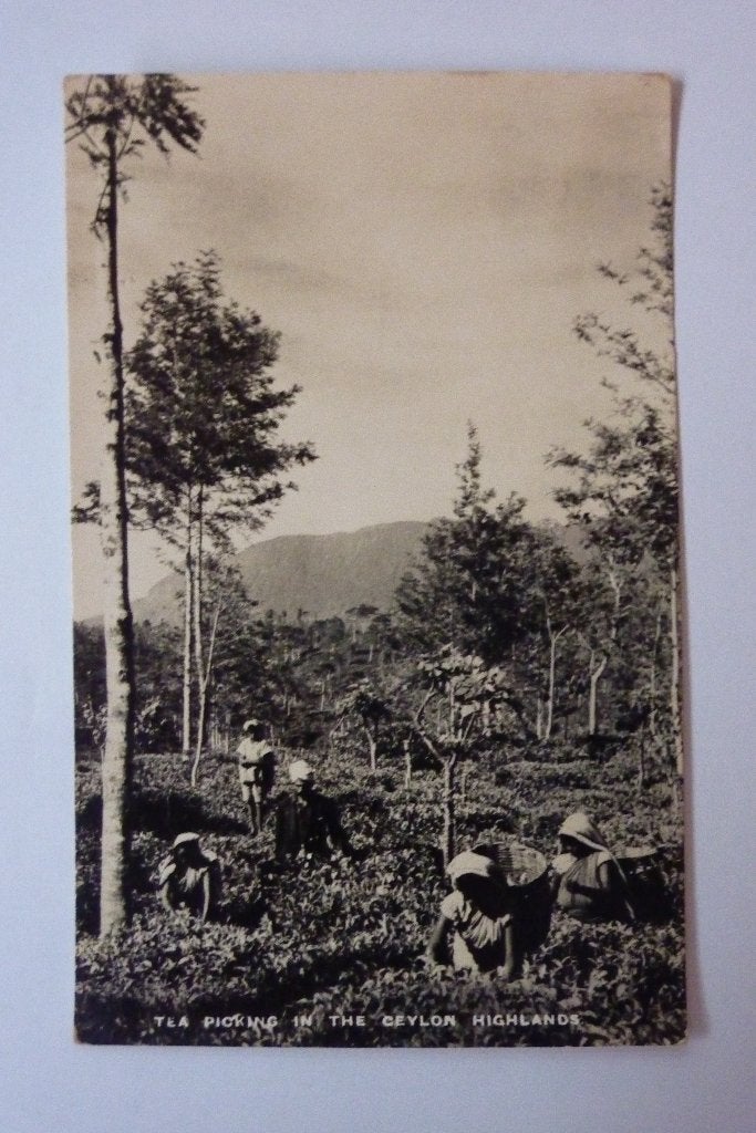 vintage postcard Tea Picking In The Ceylon Highlands, Ophalen of Verzenden, 1940 tot 1960, Ongelopen, Buiten Europa
