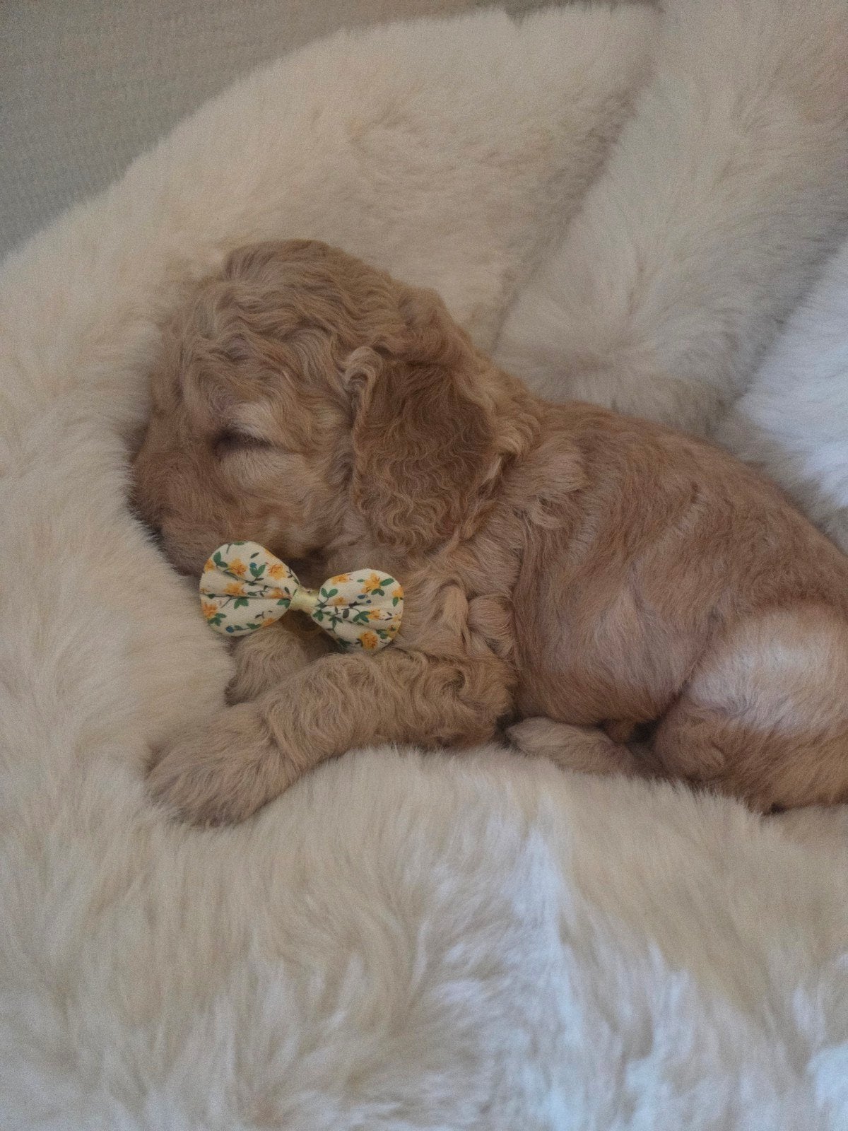 kruising medium labradoodle pups., Dieren en Toebehoren, Parvo, 8 tot 15 weken, Meerdere, Meerdere dieren