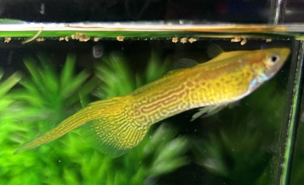 Raszuivere Cobra Swordtail blond guppy's, Vis, Zoetwatervis, Schoolvis