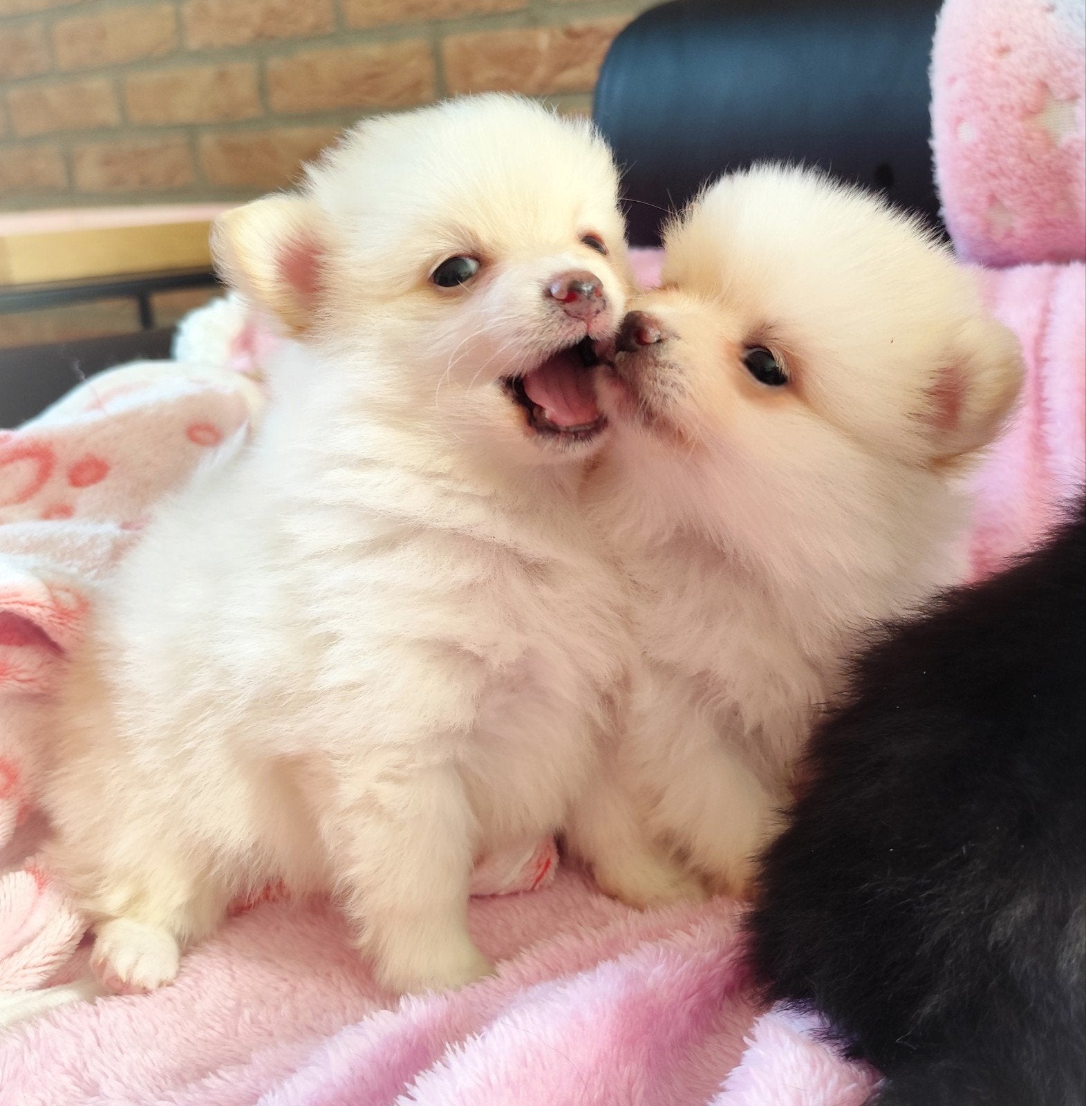NOG TWEE mega schattige pomeranian puppys!, Keeshond, 8 tot 15 weken, Teef, Meerdere