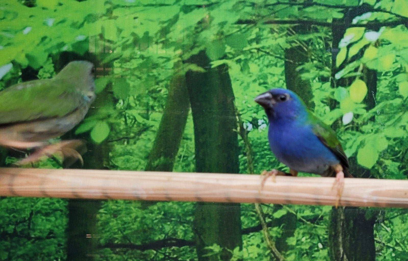 Gezocht volière en tropische vogels., Dieren en Toebehoren, Meerdere dieren