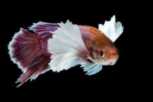 Betta man - Verschillende soorten - Koidream Valburg, Dieren en Toebehoren, Vissen | Aquariumvissen, Vis, Zoetwatervis
