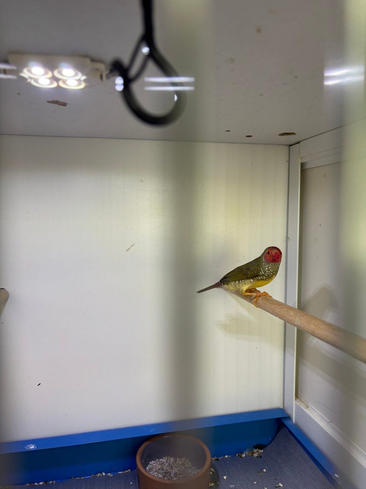 Binsenastrilde. Man., Dieren en Toebehoren, Vogels | Overige Vogels, Mannelijk