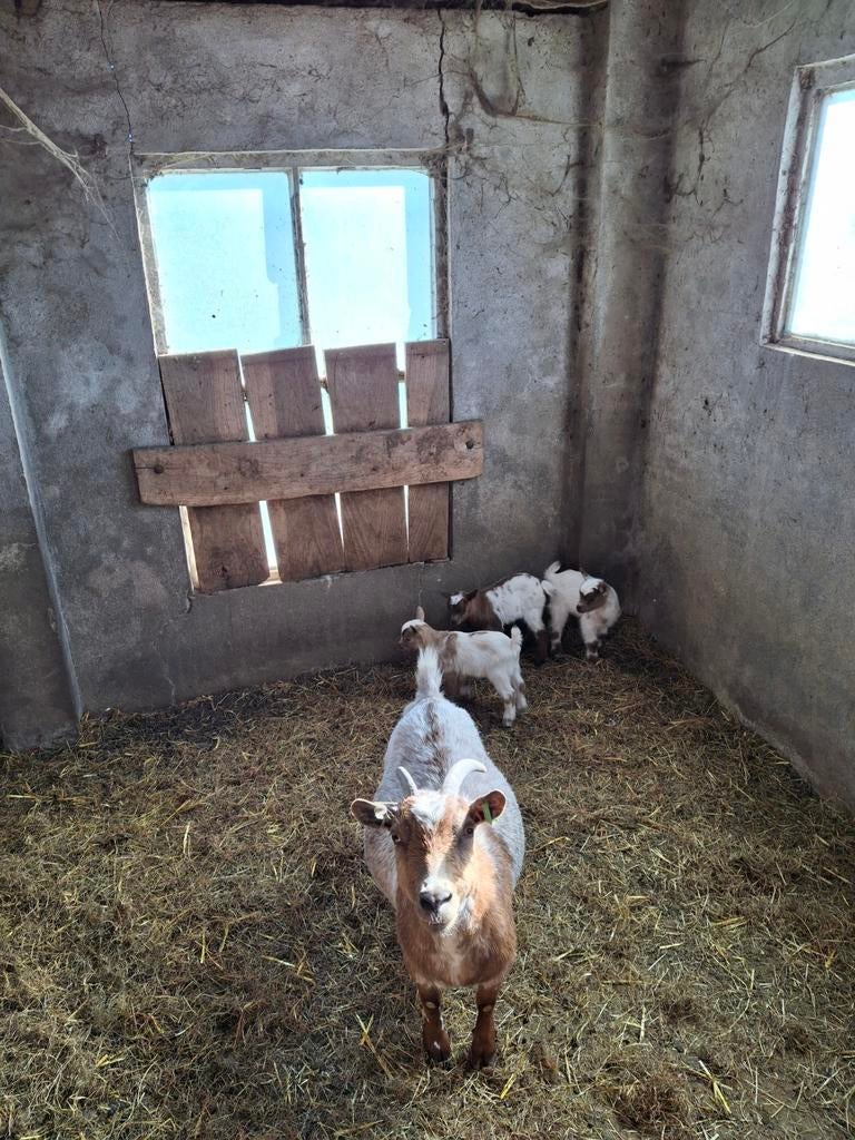 Te koop geit met drieling, Dieren en Toebehoren, Schapen, Geiten en Varkens, Meerdere dieren, Geit
