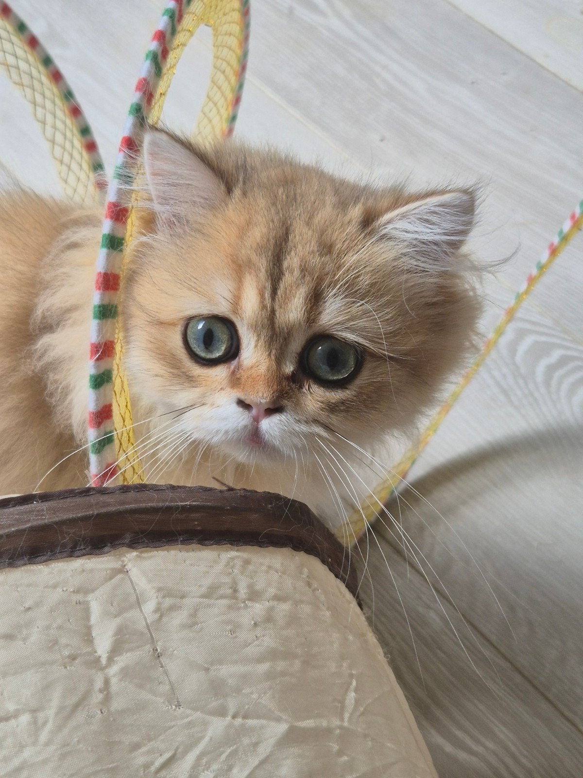 Brits langhaar kitten, Dieren en Toebehoren, Poes