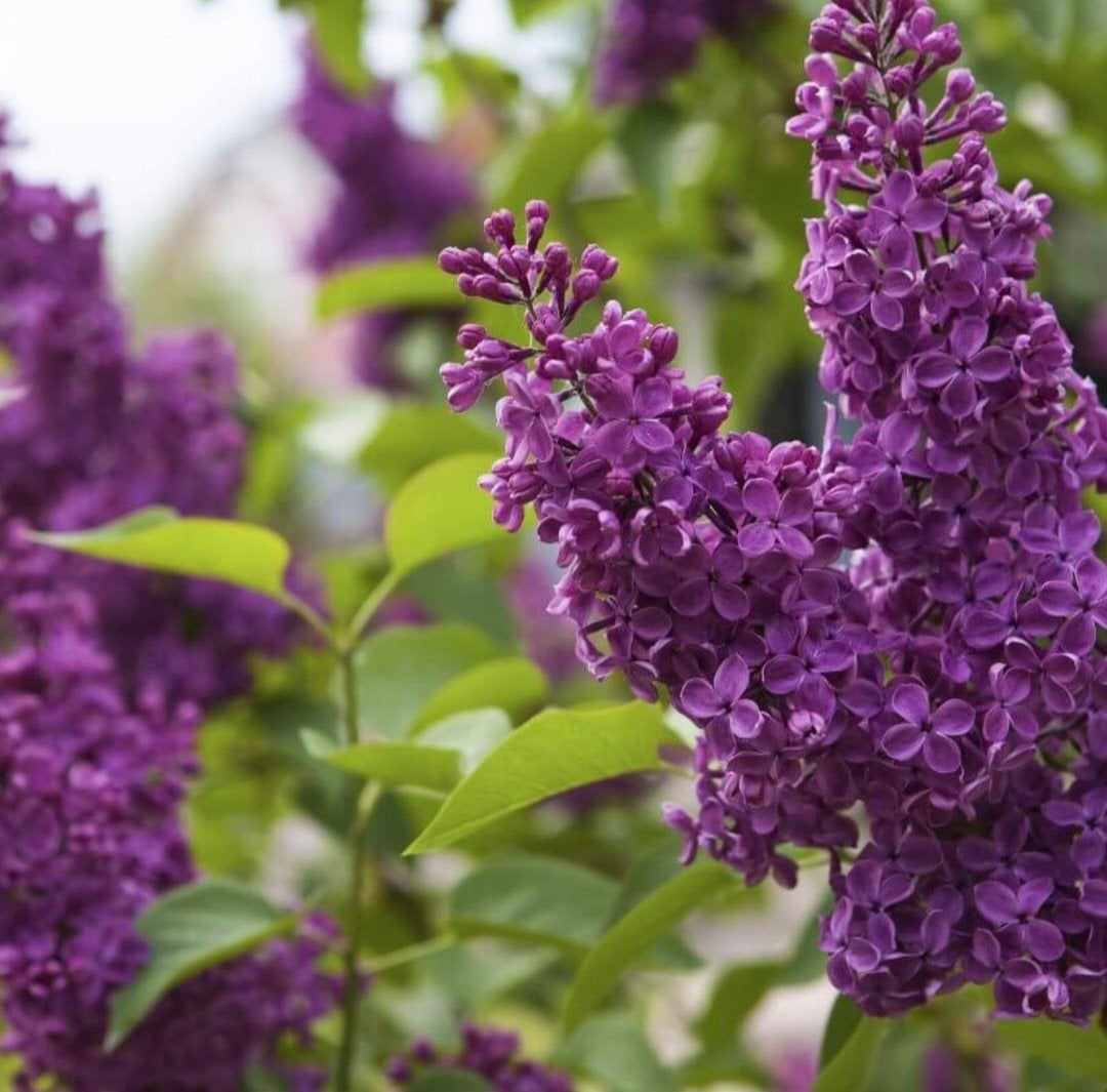 Tuinplant | Sering paarse bloemen diverse maten, Ophalen, Overige soorten, Minder dan 100 cm