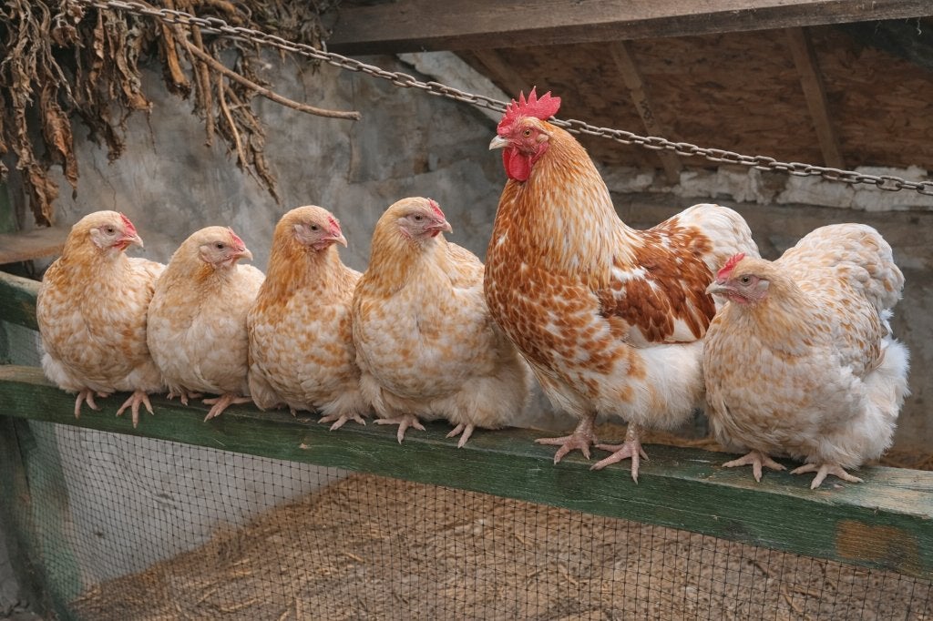 Broedeieren Orpington geel gezoomd en andere kleuren, Dieren en Toebehoren, Pluimvee, Geslacht onbekend, Kip