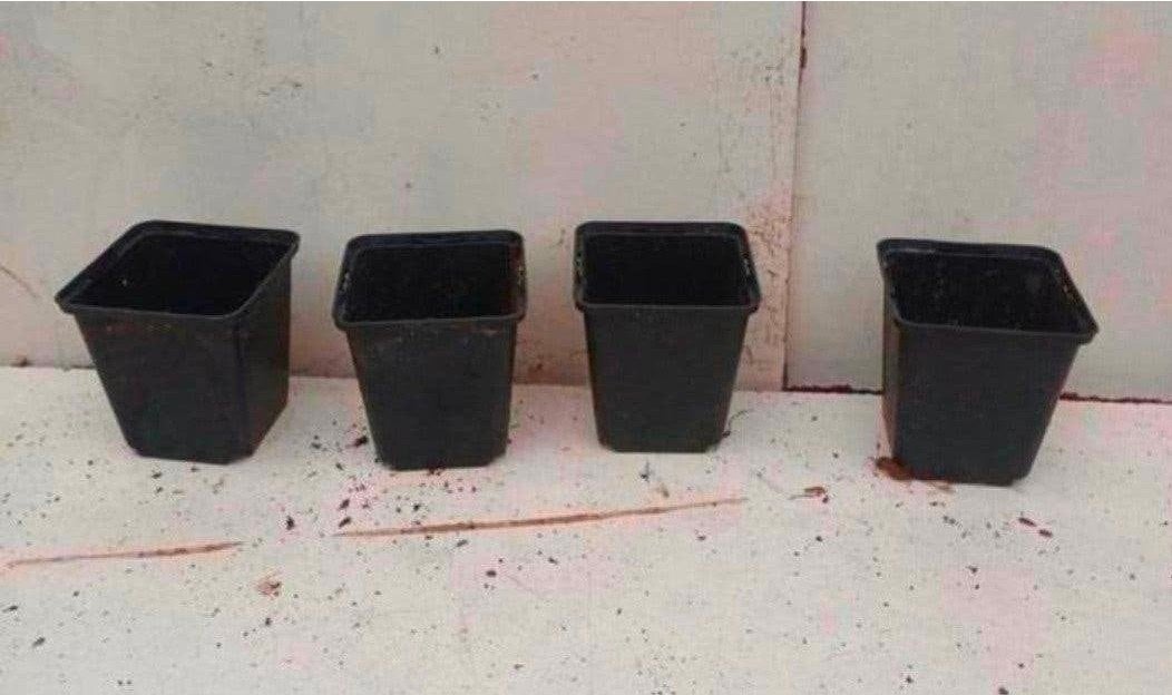 kweekpotten plantenpotten bloempotten p9 9x9x10 cm zwart, Kunststof, Minder dan 30 cm, Vierkant, Ophalen of Verzenden