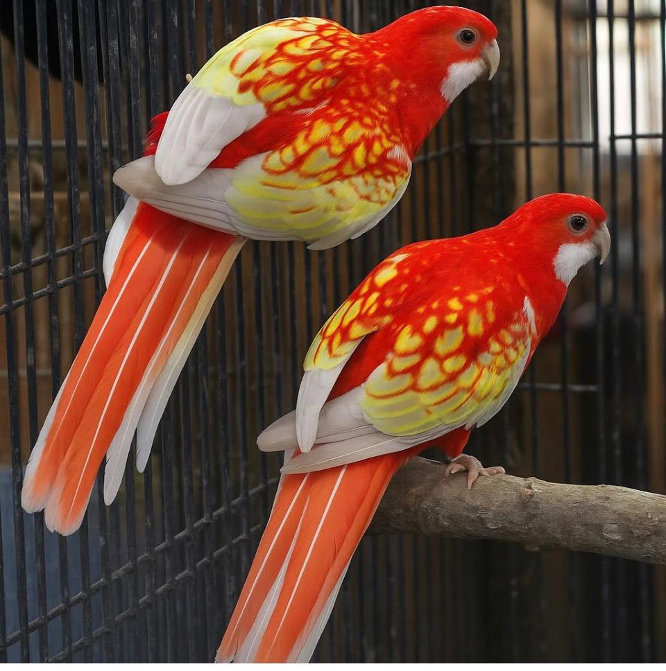 Gezocht koppel rubino rosella zie beschrijving, Dieren en Toebehoren, Meerdere dieren, Parkiet, Geringd