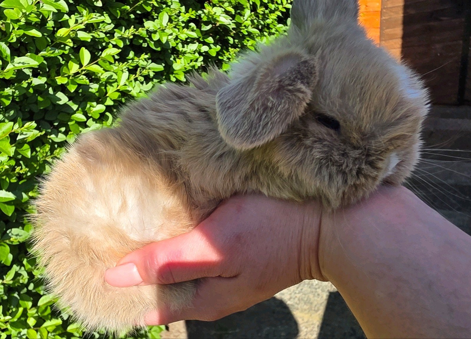 Minilop, Dieren en Toebehoren, Konijnen, Mannelijk, Dwerg, Hangoor, 0 tot 2 jaar