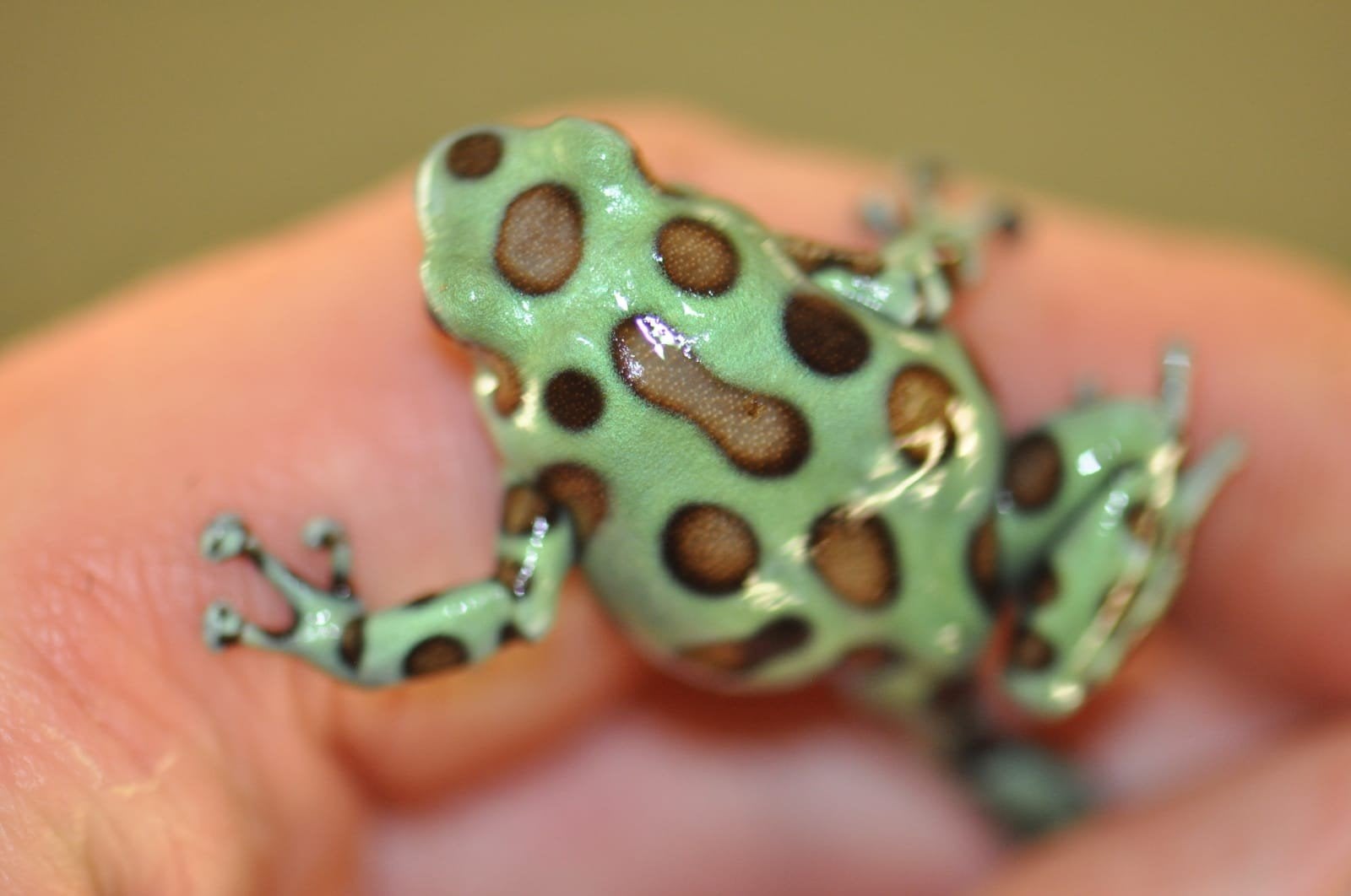 Dendrobates auratus 'Mictospot' Frog - unknown for sale from Wouter