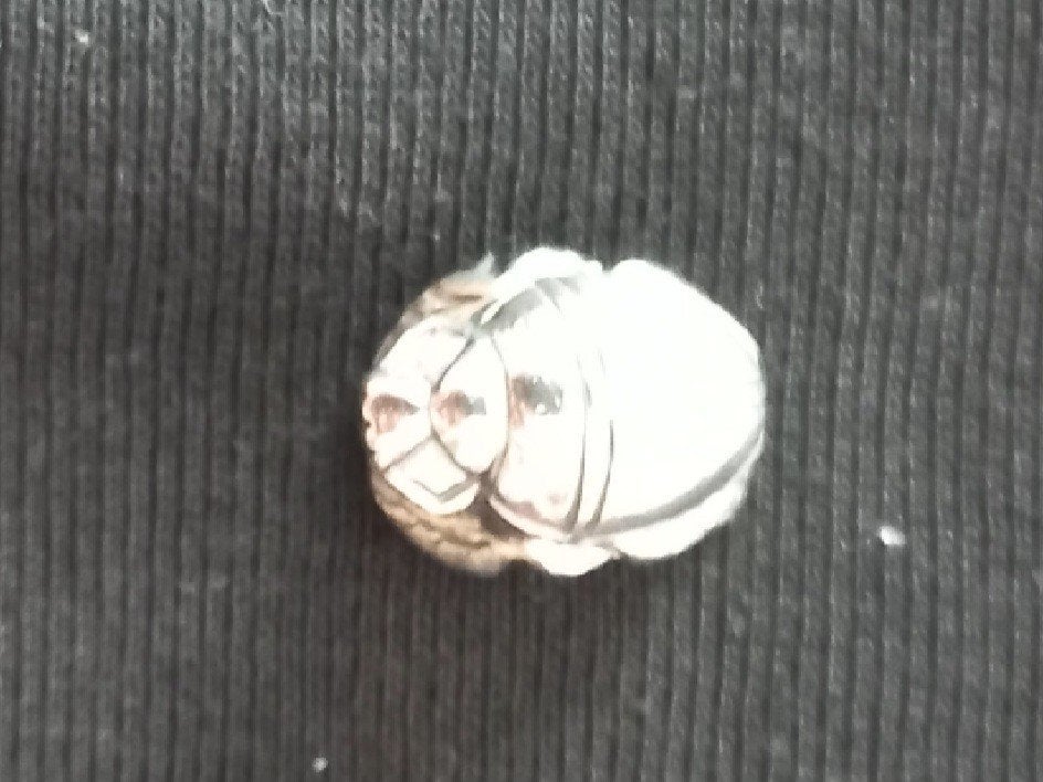 Te koop zilveren Trollbeads mestkever, Ophalen, Zo goed als nieuw, Zilver, Trollbeads