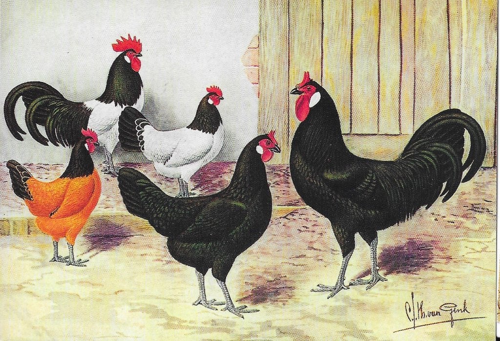 Hoogglanskaart LAKENVELDER Vorwerk La Fleche C S Th van Gink, Ophalen of Verzenden, Voor 1920, Ongelopen, Vogel