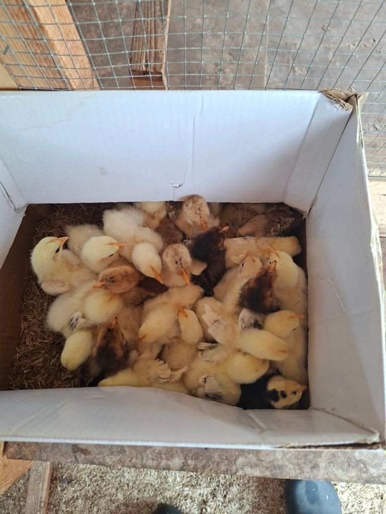 Cochin kriel kuikens zie omschrijving., Dieren en Toebehoren, Geslacht onbekend, Kip
