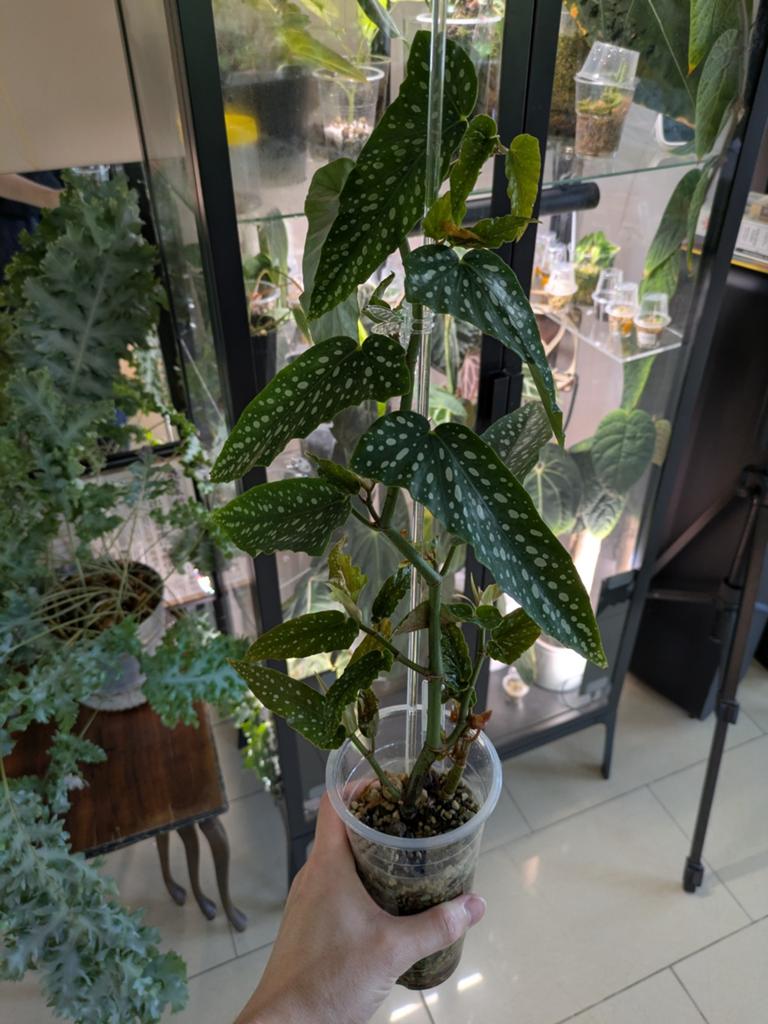 Begonia Tamaya in pon, Ophalen of Verzenden, Halfschaduw, Minder dan 100 cm