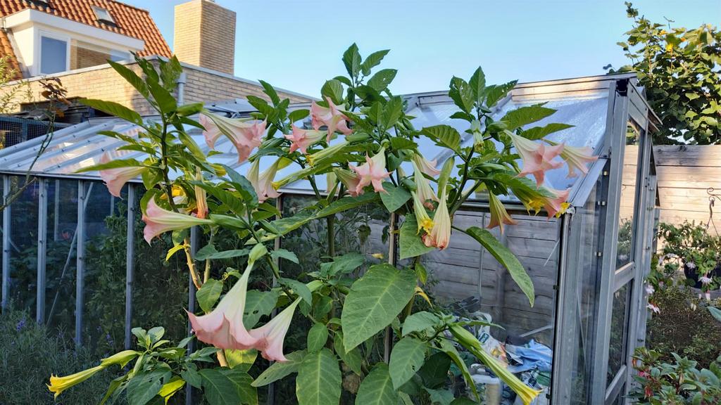 Zalmroze Brugmansia stekken - Goed geworteld, Volle zon, Vaste plant, Zomer, Ophalen
