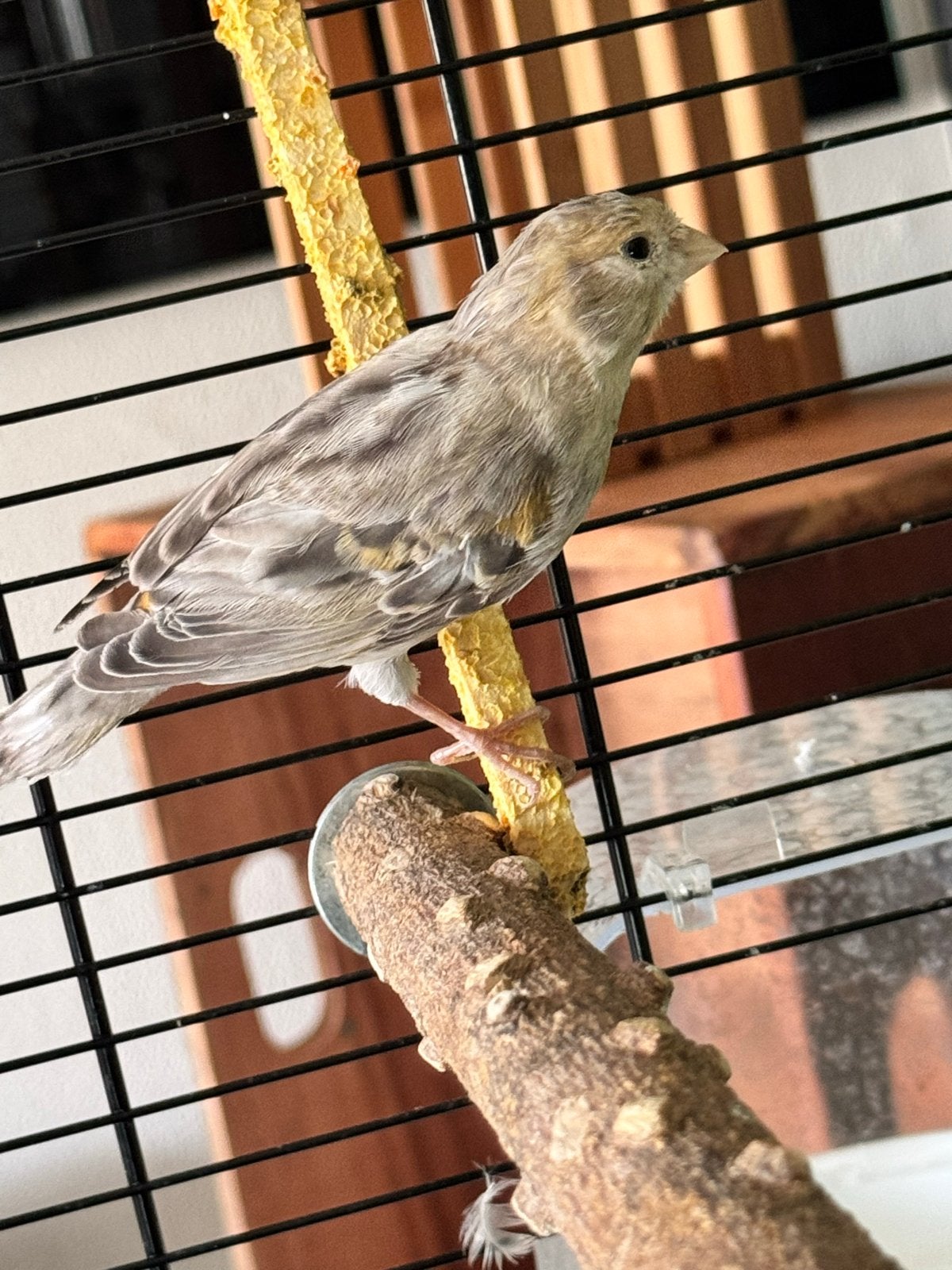 Mooie kanarie, Dieren en Toebehoren, Vogels | Kanaries, Geslacht onbekend, Kleurkanarie