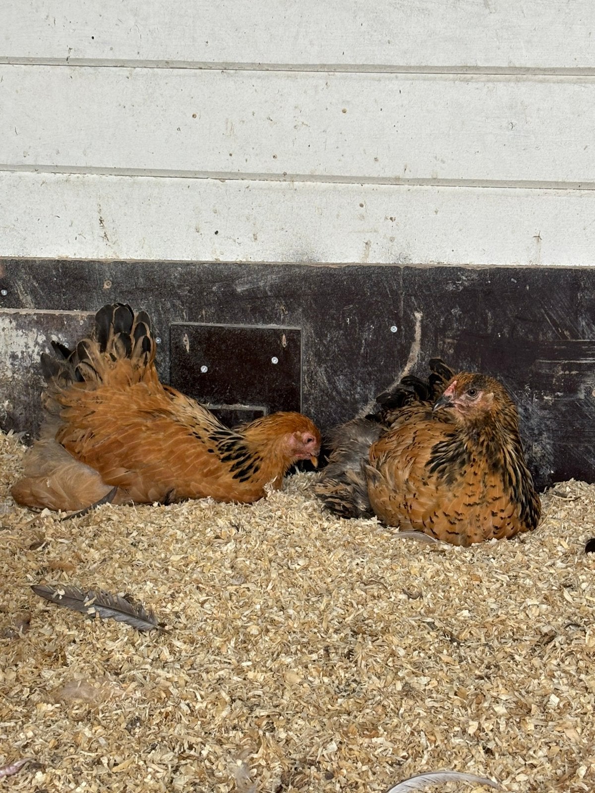 Brahma hennen te koop, Vrouwelijk, Kip