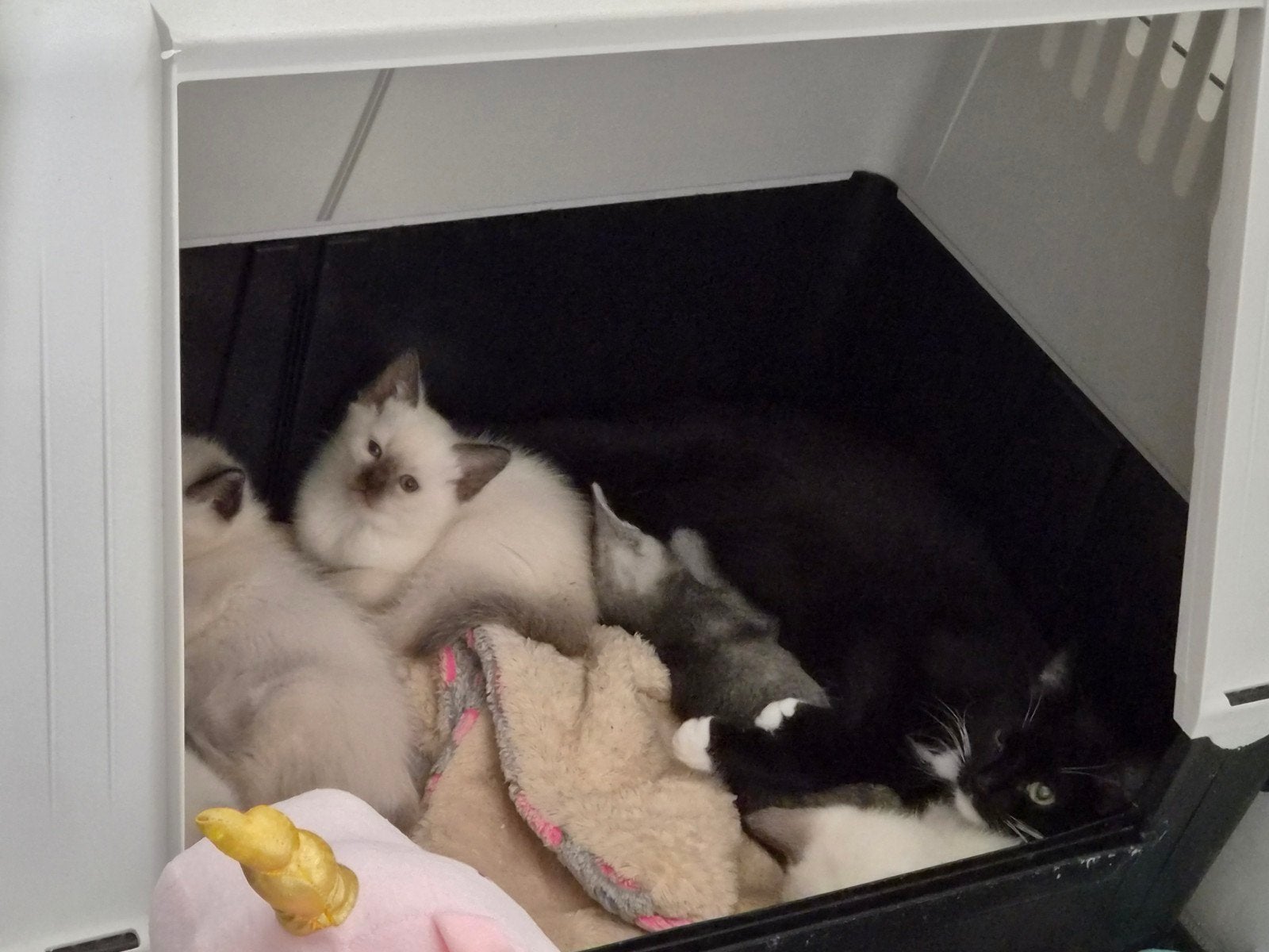 ♡ 6 ragdoll maine coon  kittens ♡, Dieren en Toebehoren, Meerdere dieren