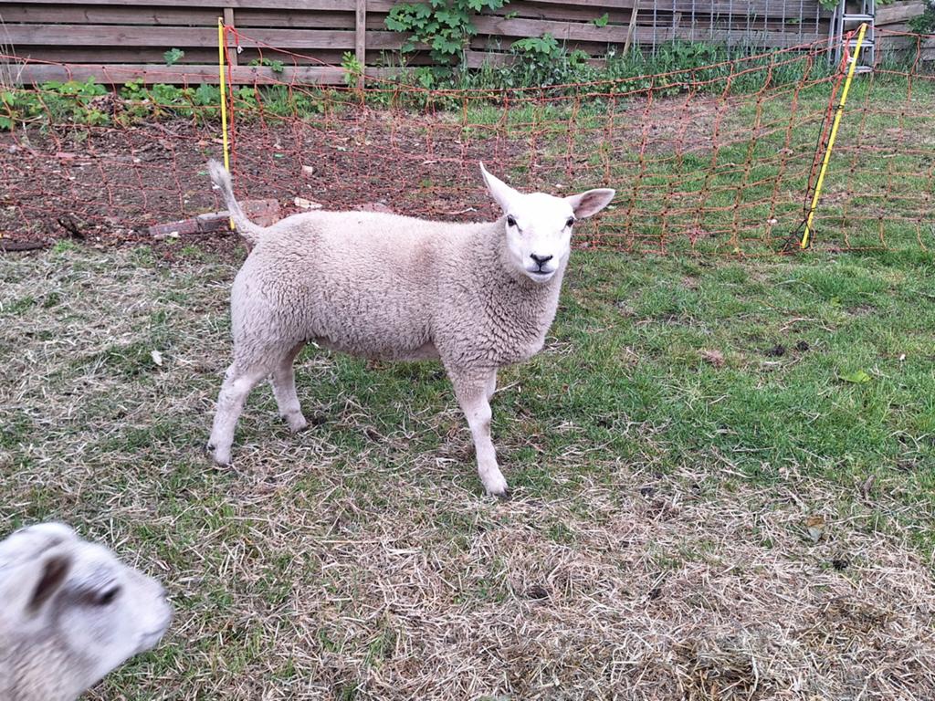 Luxe texelaar dekram, Mannelijk, Schaap, 0 tot 2 jaar