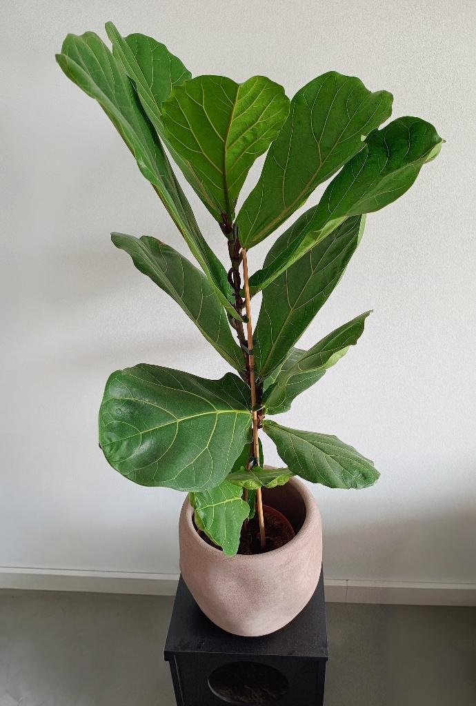 Ficus Lyrata ,Tabaksplant, Ophalen, Ficus, 100 tot 150 cm, Halfschaduw