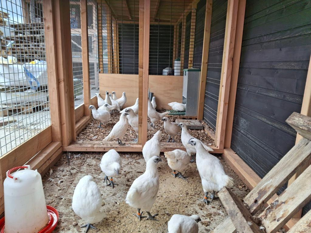 Trio Ga h'Mong Wit, Dieren en Toebehoren, Pluimvee, Kip, Vrouwelijk
