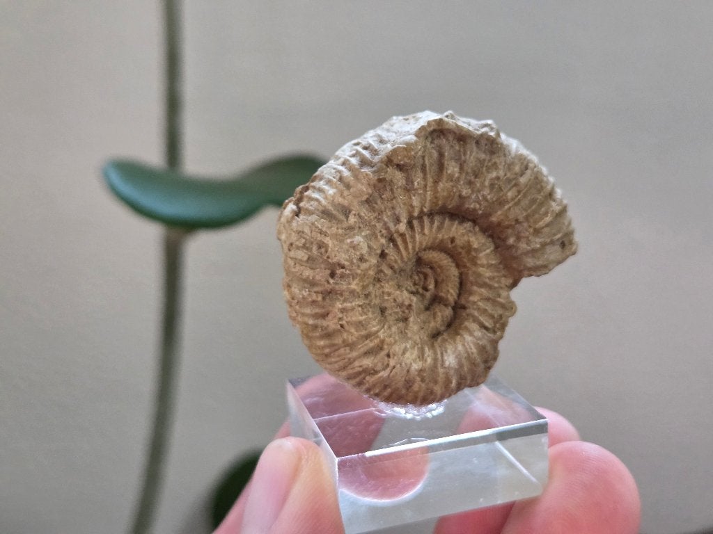 Ammoniet, Ophalen of Verzenden, Mineraal