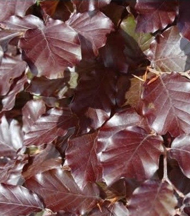 Rode beuk Fagus Sylvatica ‘atropunicea'🍁