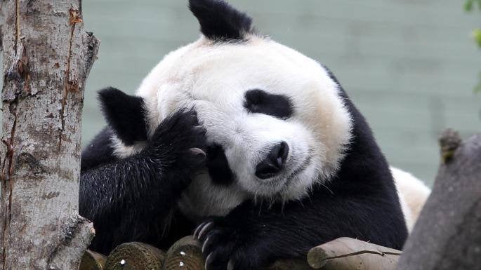 Ouwehands Dierenpark 4x toegang, Tickets en Kaartjes, Drie personen of meer, Ticket of Toegangskaart