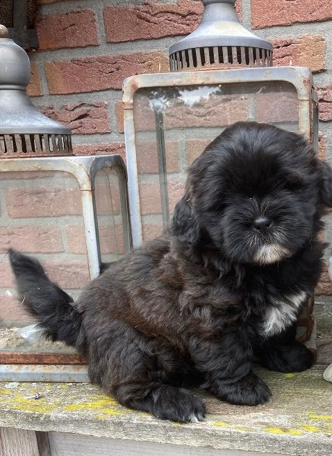 Mooie Boomerpup, Dieren en Toebehoren, Overige rassen, 8 tot 15 weken, CDV (hondenziekte), Meerdere