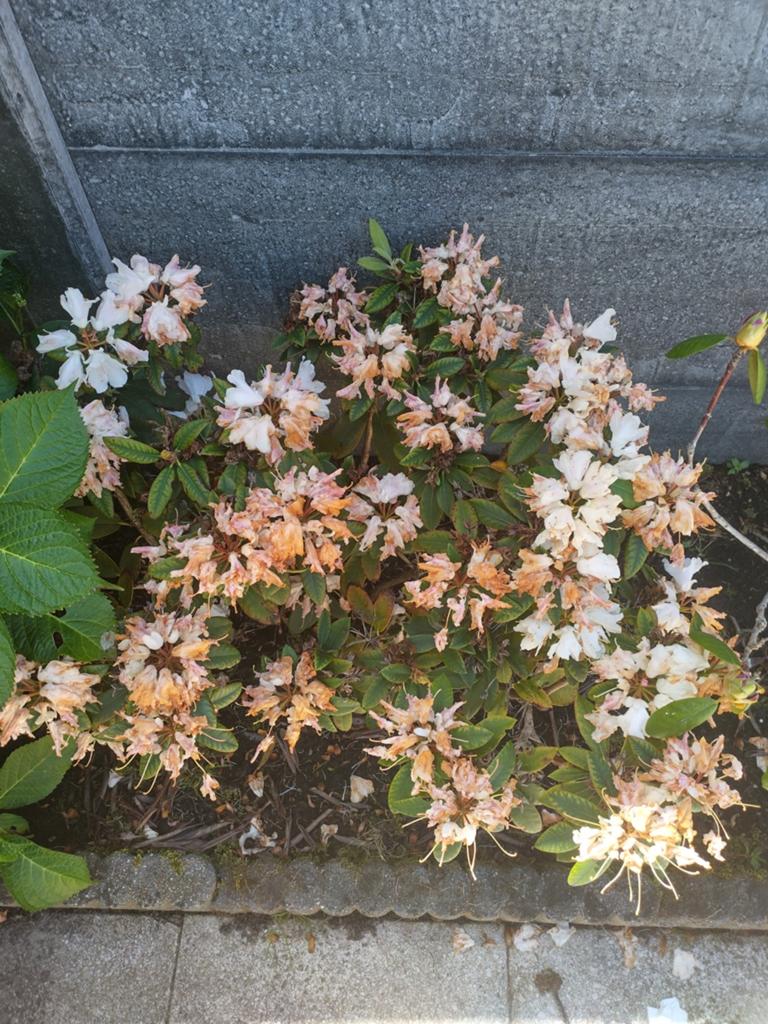 Rhododendron 7 stuks bloeien altijd heel mooi, Ophalen of Verzenden, Lente, Overige soorten, Halfschaduw