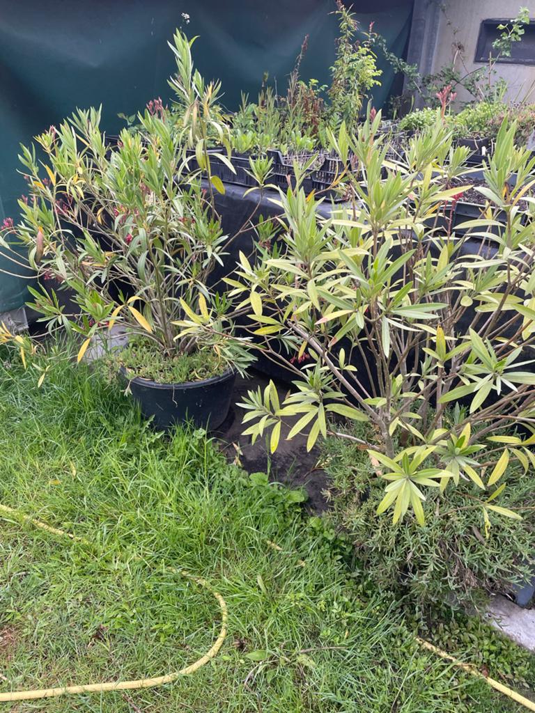Twee grote oleanders in pot, Volle zon, Vaste plant, Zomer, Ophalen