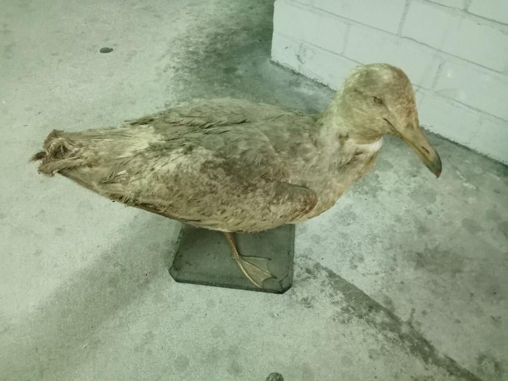 Opgezette zeemeeuw, Verzamelen, Ophalen of Verzenden, Gebruikt
