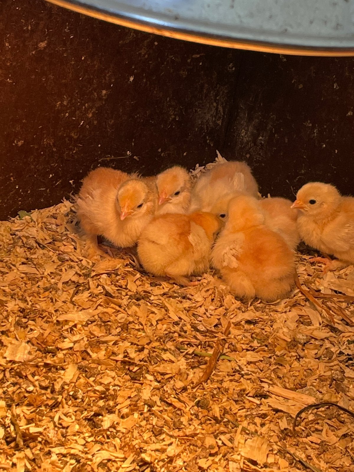 7 cochin kriel kuikens rood gepareld, Geslacht onbekend, Kip
