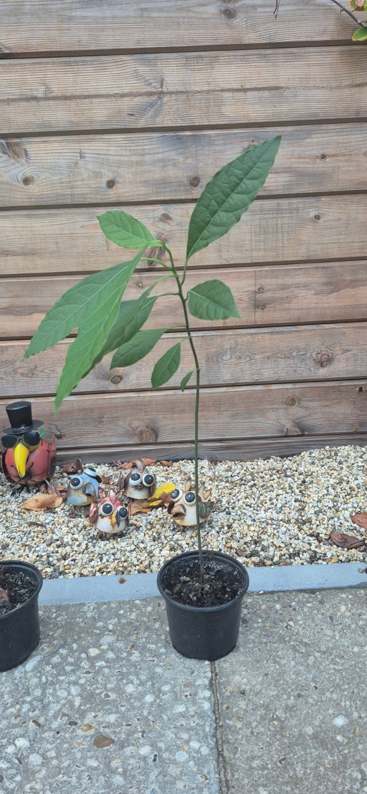 Avocado plant, Ophalen, Minder dan 100 cm, Overige soorten, In pot