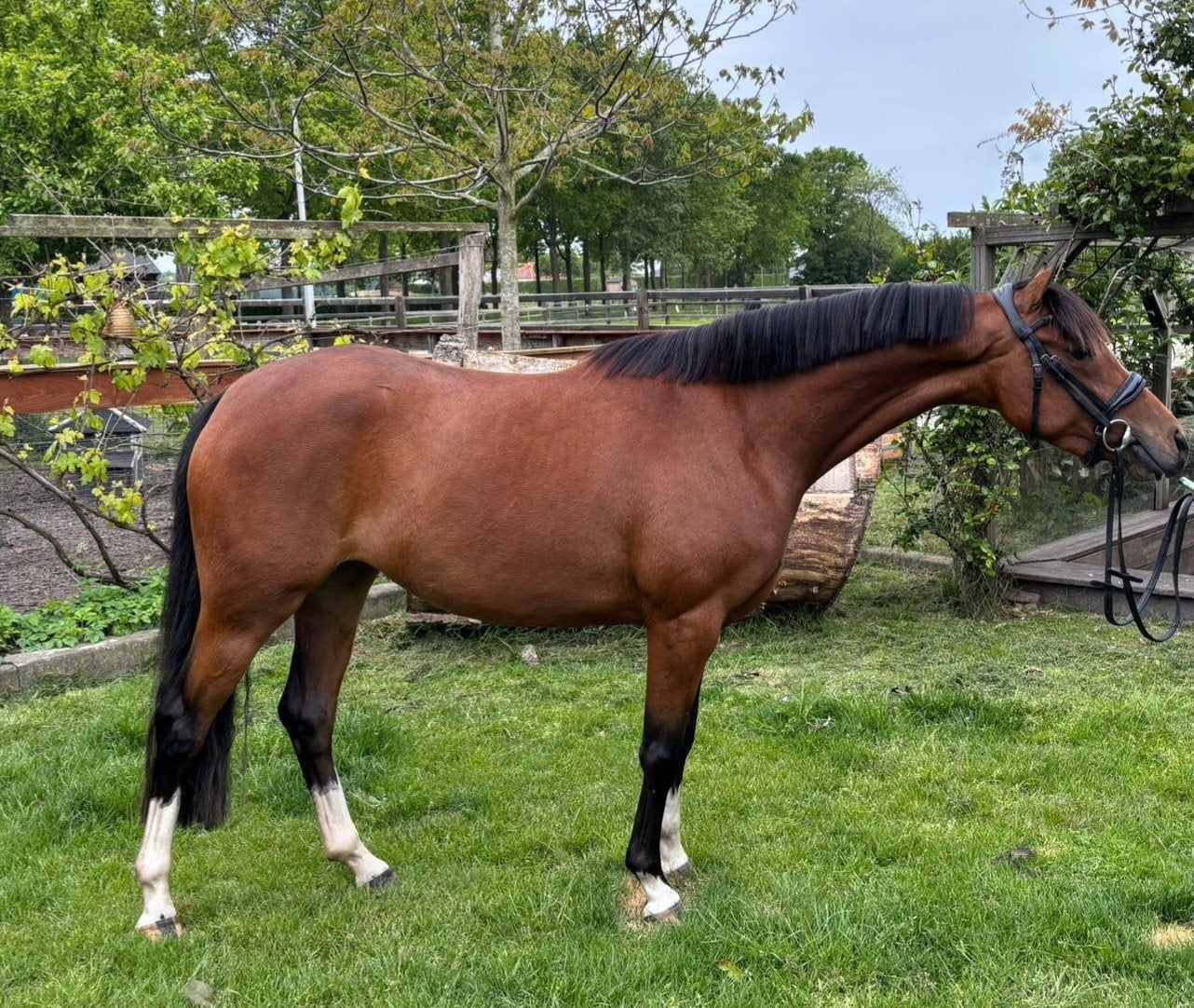 **Te koop: 4jarige welsh C-pony**, Merrie, Met stamboom, Zadelmak, 3 tot 6 jaar